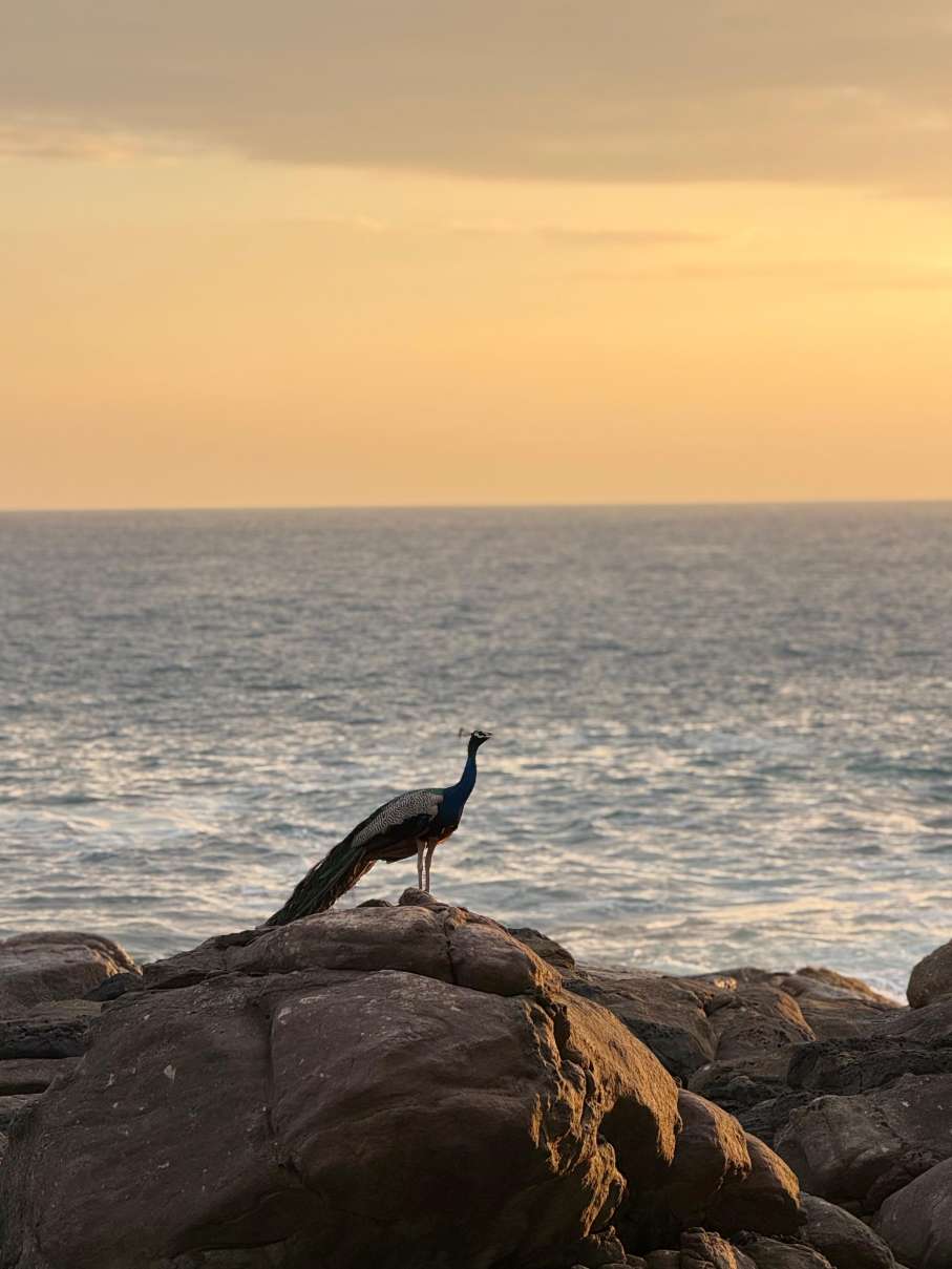 A Moment of Wild Serenity by Theekshana Thilakasiri