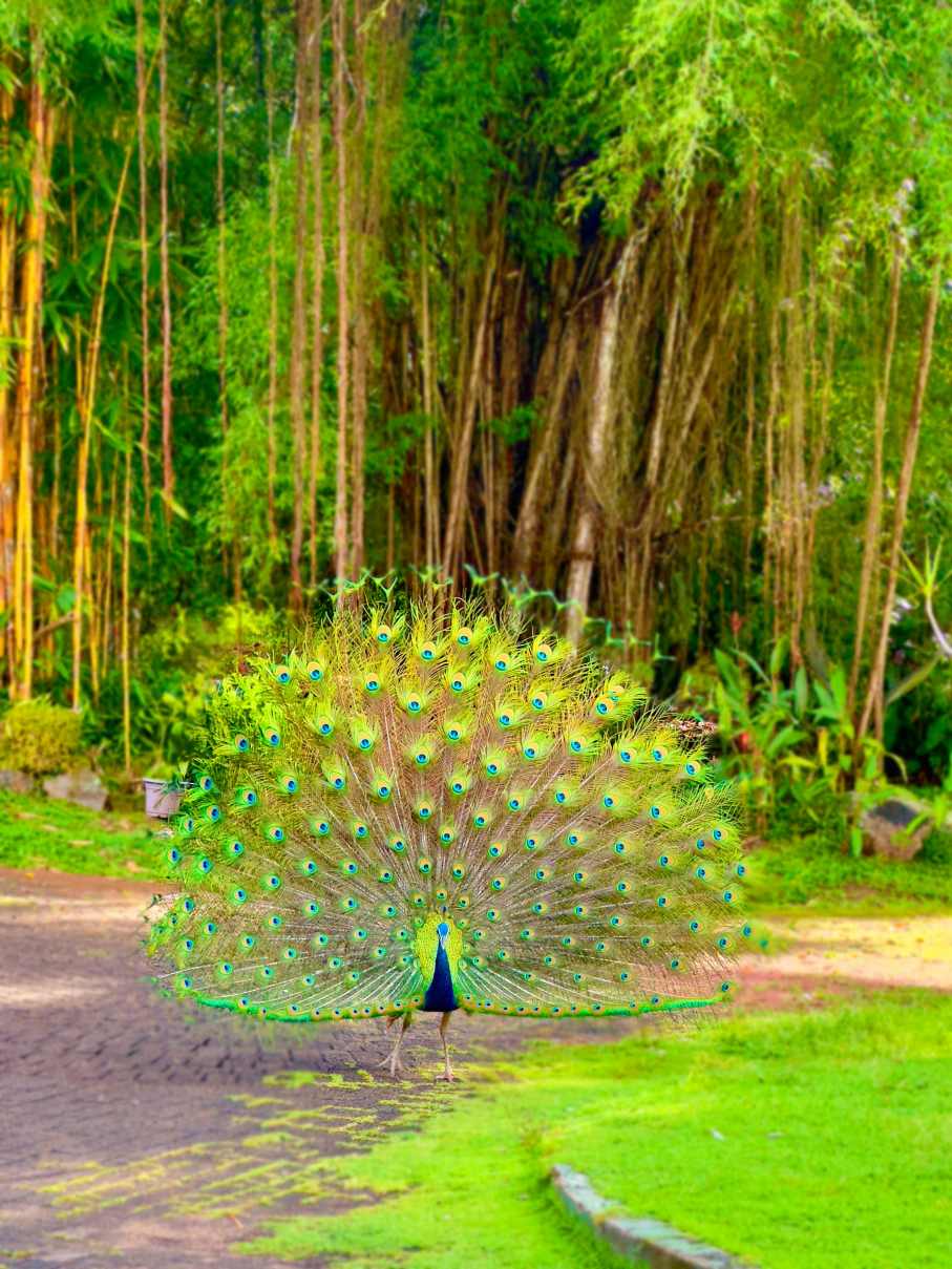 A Peacock's Dance of Freedom by Sandani Saparamadu