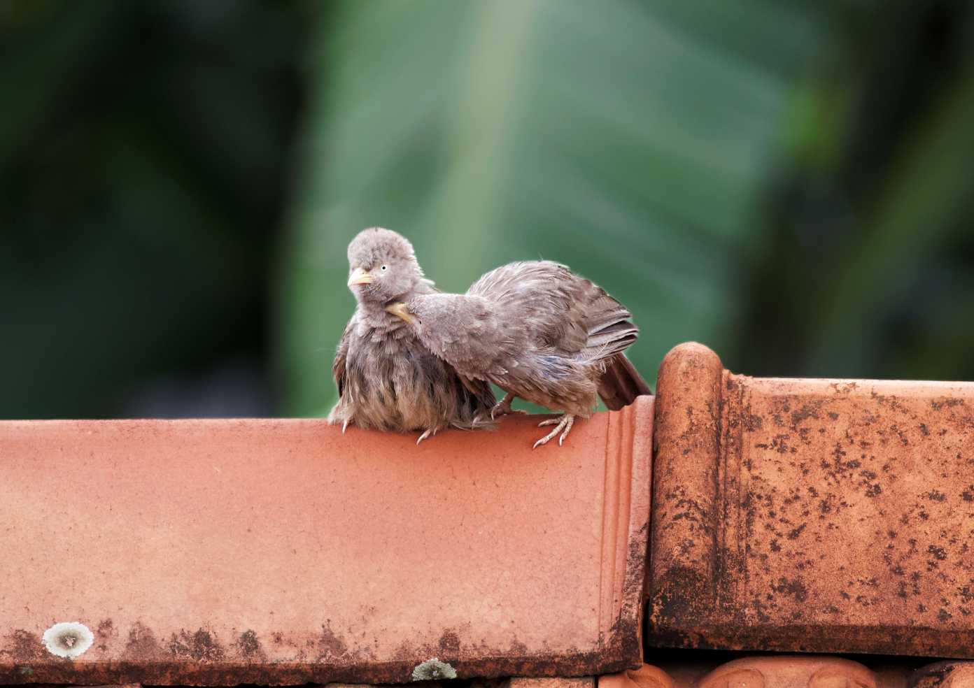 A Quiet Bond Above the Rooftops by Pulasithi Peiris