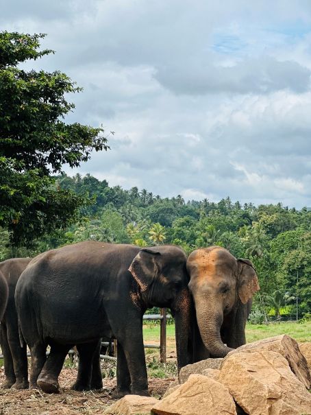 A Whisper of Love in the Language of the Wild by Vithusica Vimalasingam