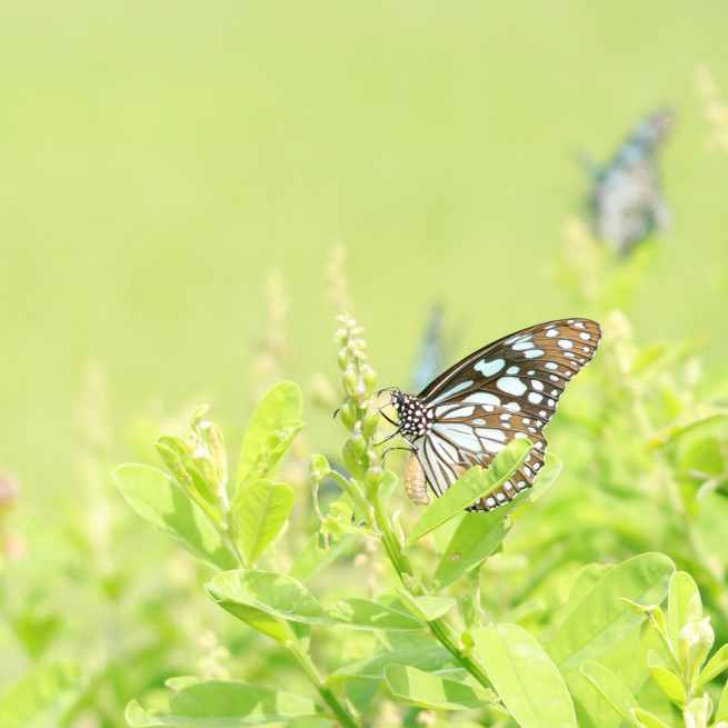 Amongst lush green, a butterfly is seen by Isuru Thilakarathne