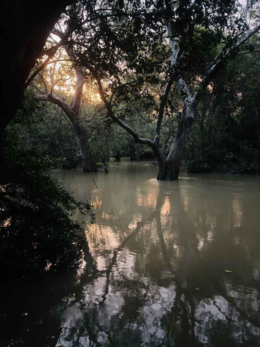 Between Light and Shadow by Rashmi Sandeepani
