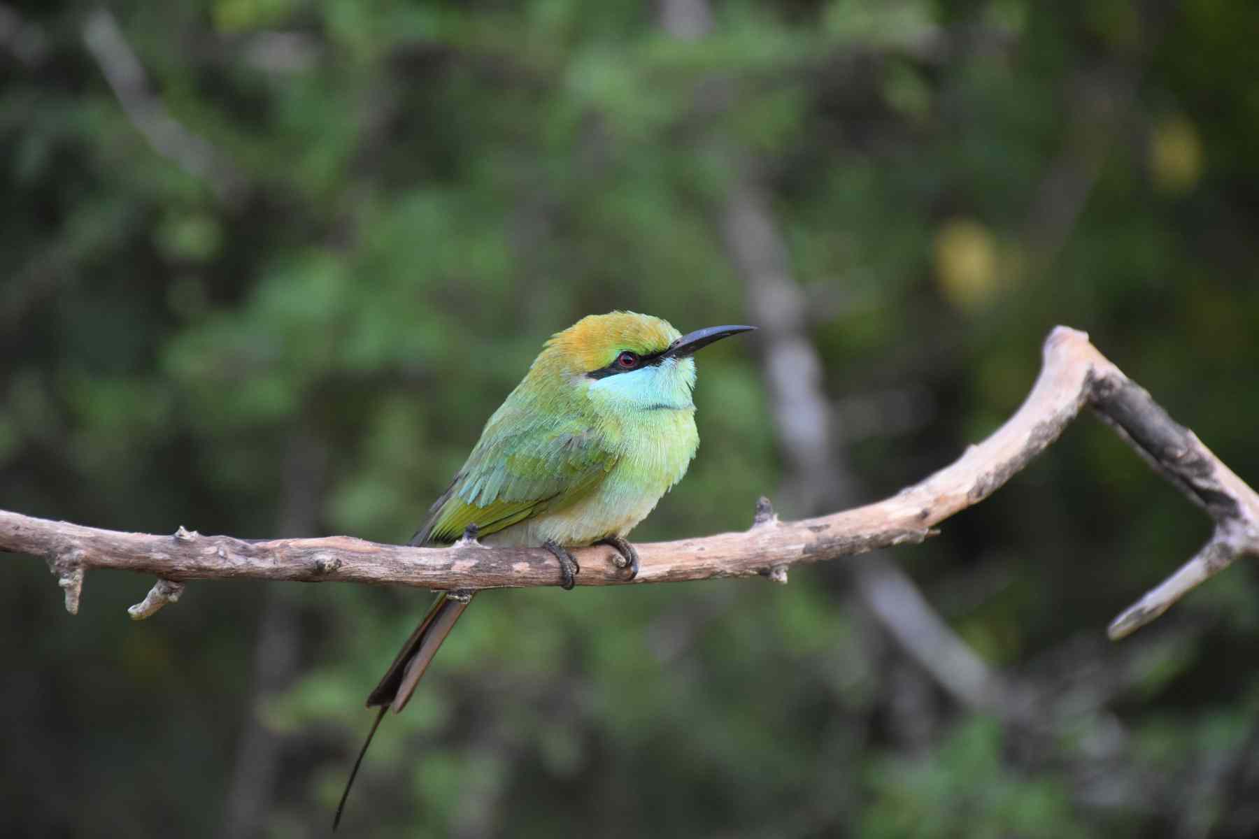 Colors of the Wild by Thilan Rajapaksha