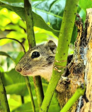 Curiosity Among the Leaves by Yasas Kasthuriarachchi