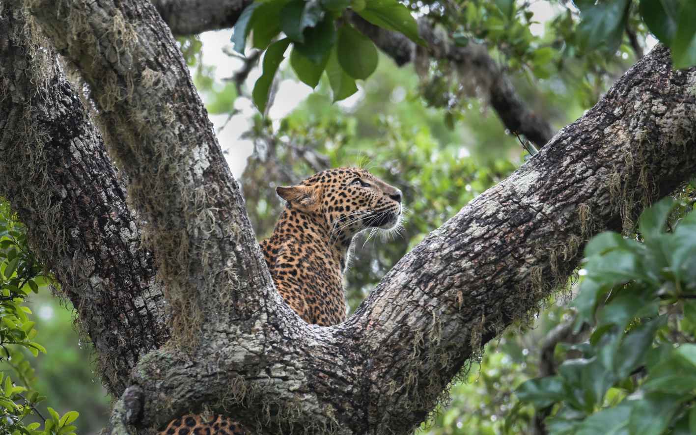 Dreams Beyond the Branches by Dinuka Kavinda