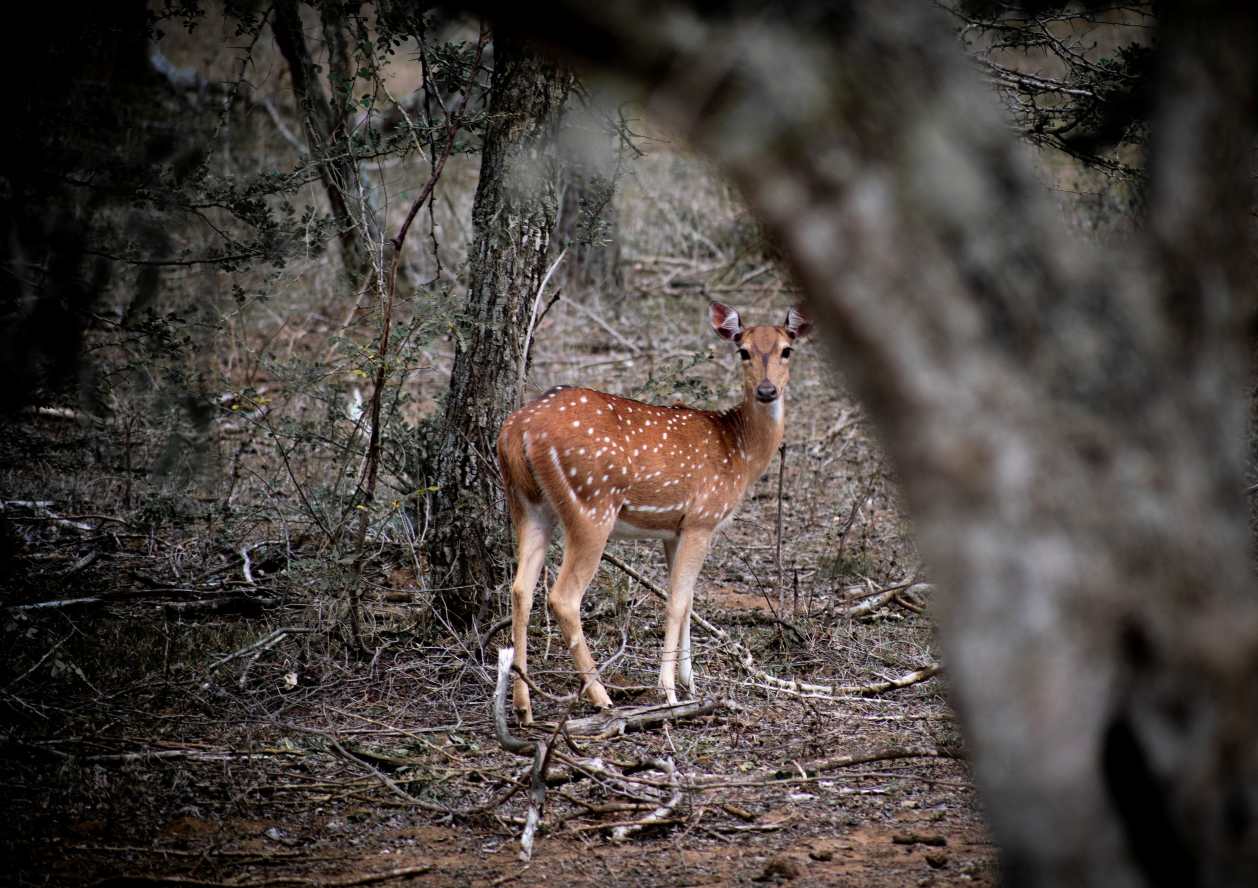 Eye to Eye by Dulan Dalugama