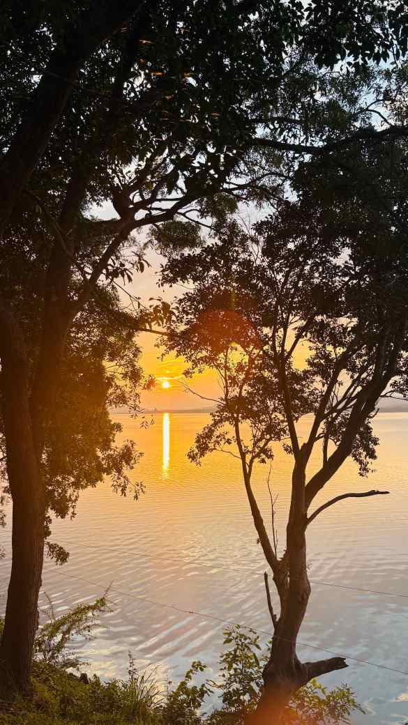 Golden Sunset Through the Trees by Dewmini Christine