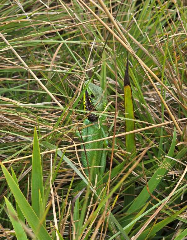 Grass with Eyes by Sahan Amarasinghe