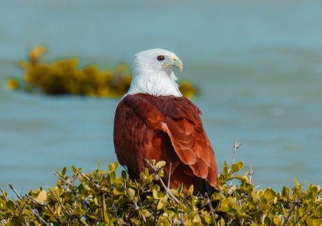 Guardian of the Jaffna Wetlands by Lahiru Thennakoon