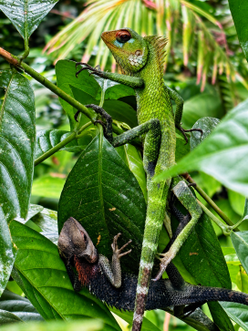 Guardians of the Green Realm by Dumith Prabuddha