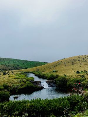 Horton Plains Serenity by Pramoshi Perera