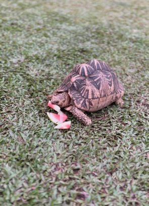 Just a tortoise living the sweet life. by Sashika Gunawardana
