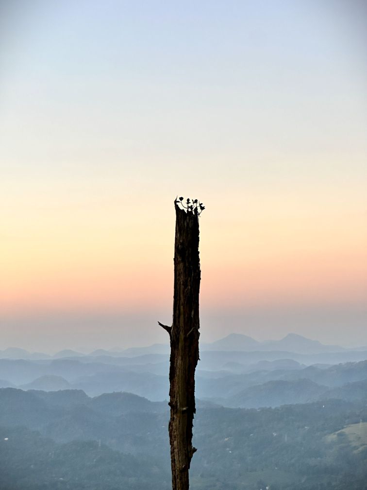 Life Finds a way... by Dinusha Jayawardena