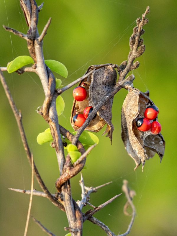 Life Through Thorns by Rajinthan Thevagumaran