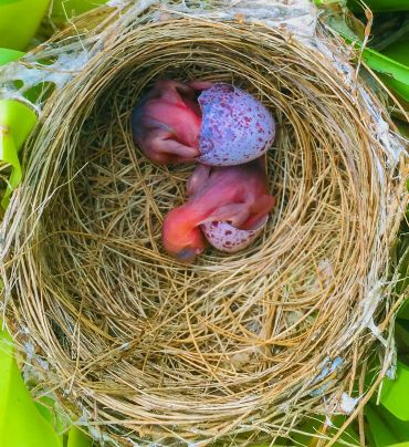 Life Unfolds by Ishma Senaweera