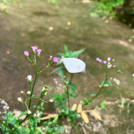 Life at Ground Level: The Unseen Resilience by Sachini Navodani