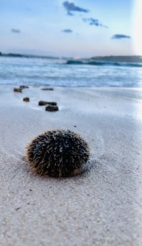 Little Urchin, Big Ocean by Yohan Buddika