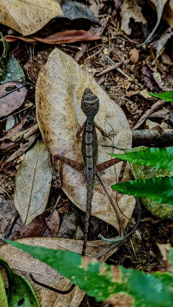 Master of Disguise by Hasini Ishara