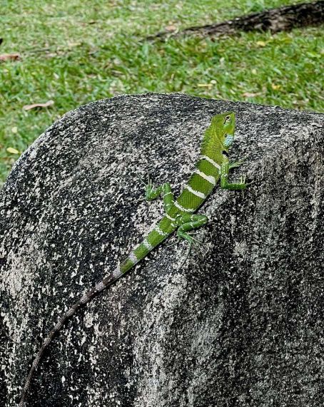 Nature’s Living Camouflage by Dulani Weerasinghe