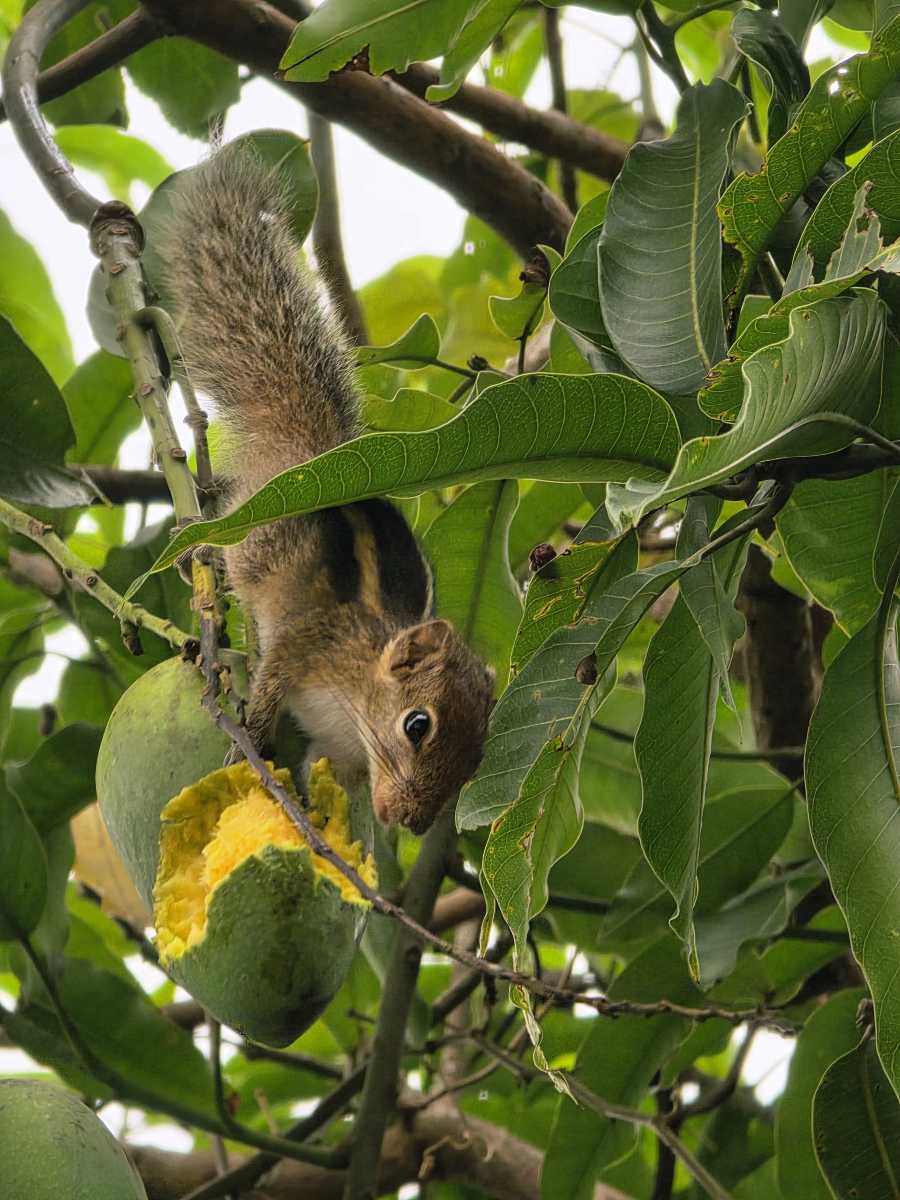 Nature’s Quiet Feast by Kavinda Umesh