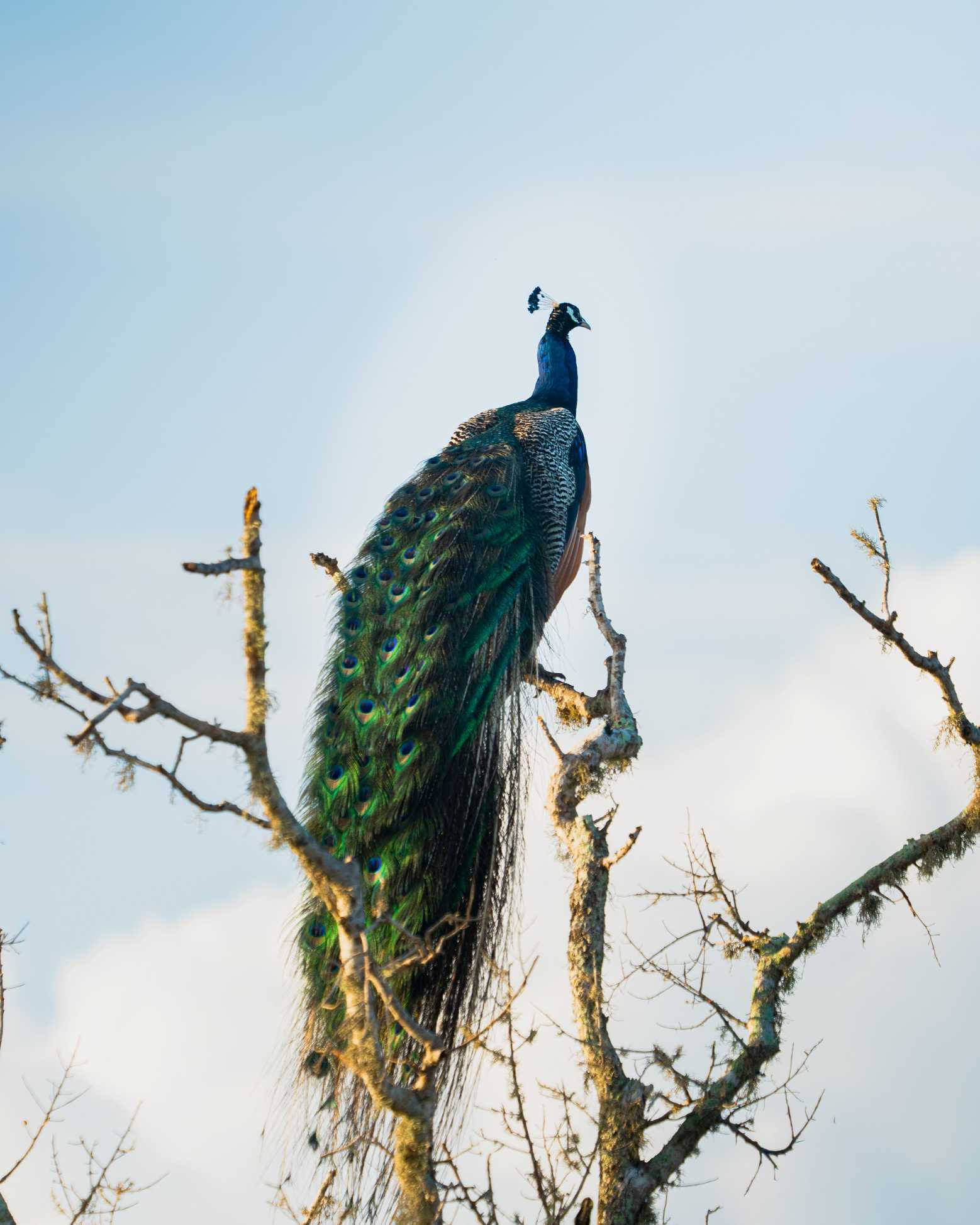 Nature’s Regal Watch by Neluki Hamangoda