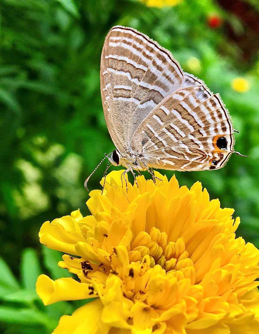 Nature's Silent Partnership by Saumya Hapuarachchi