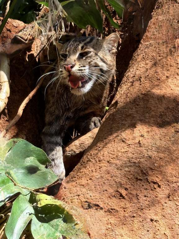 Not Your Friendly Neighborhood Cat by Kalpanie Jayasinghe