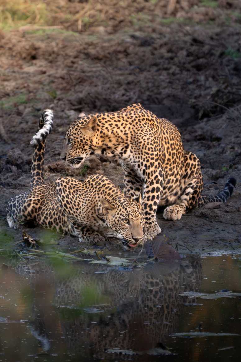 Reflections of the Wild by Sonu Walpola