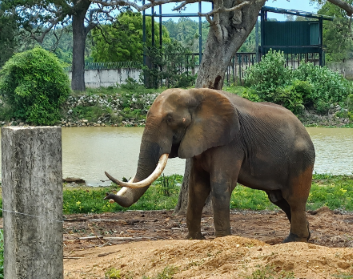 The Gentle Giant of Ridigama by Nethmi Gamage