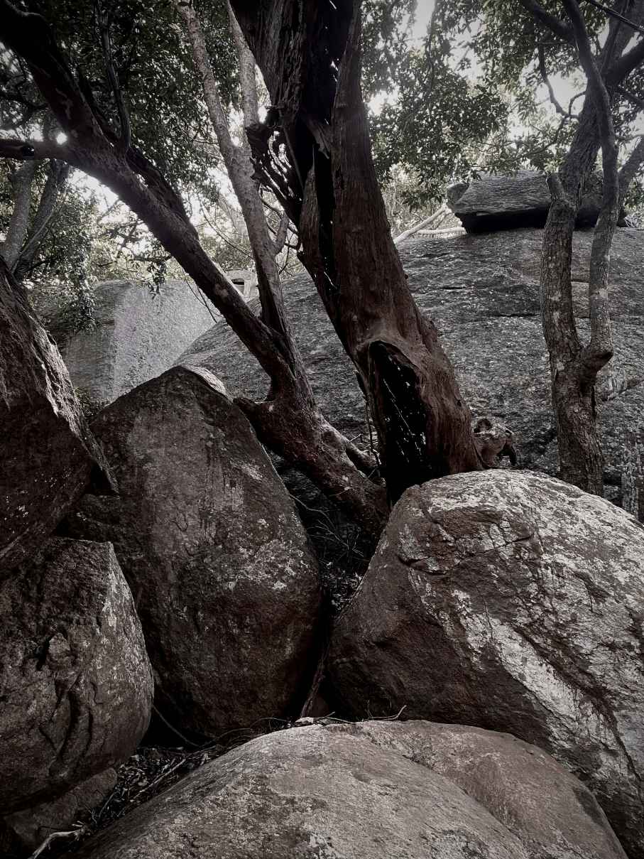 Rooted Against All Odds by Vishmi Gunasekara