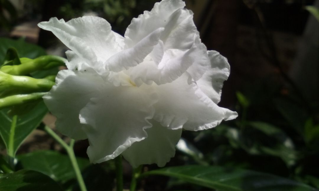 Shades of White by Thanuja Peiris