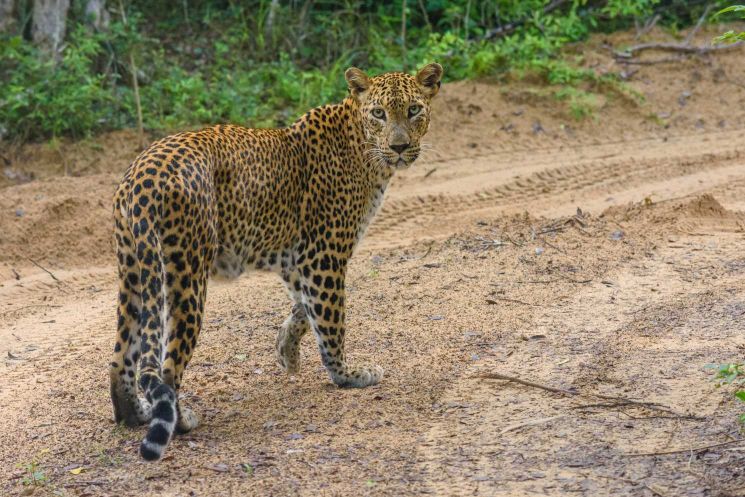 Silent Authority by Hirushan Jayasooriya