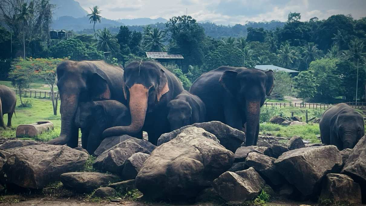 Silent Giants, Gentle Bonds by Dakshinie Wickramasinghe