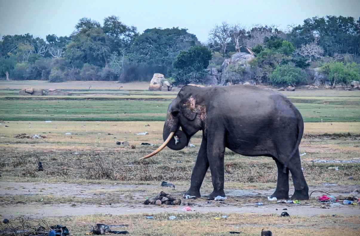 The Cost of Our Journey by Gayantha Karunarathna