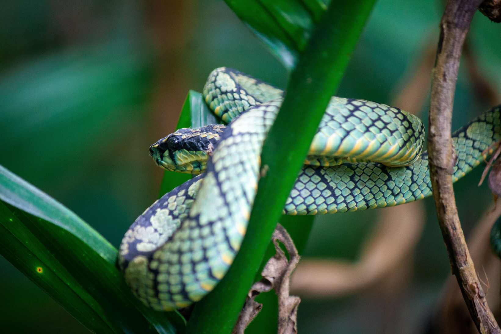 Guardian of Sinharaja: The Endemic Green Pit Viper by Uthpala Wijesundara