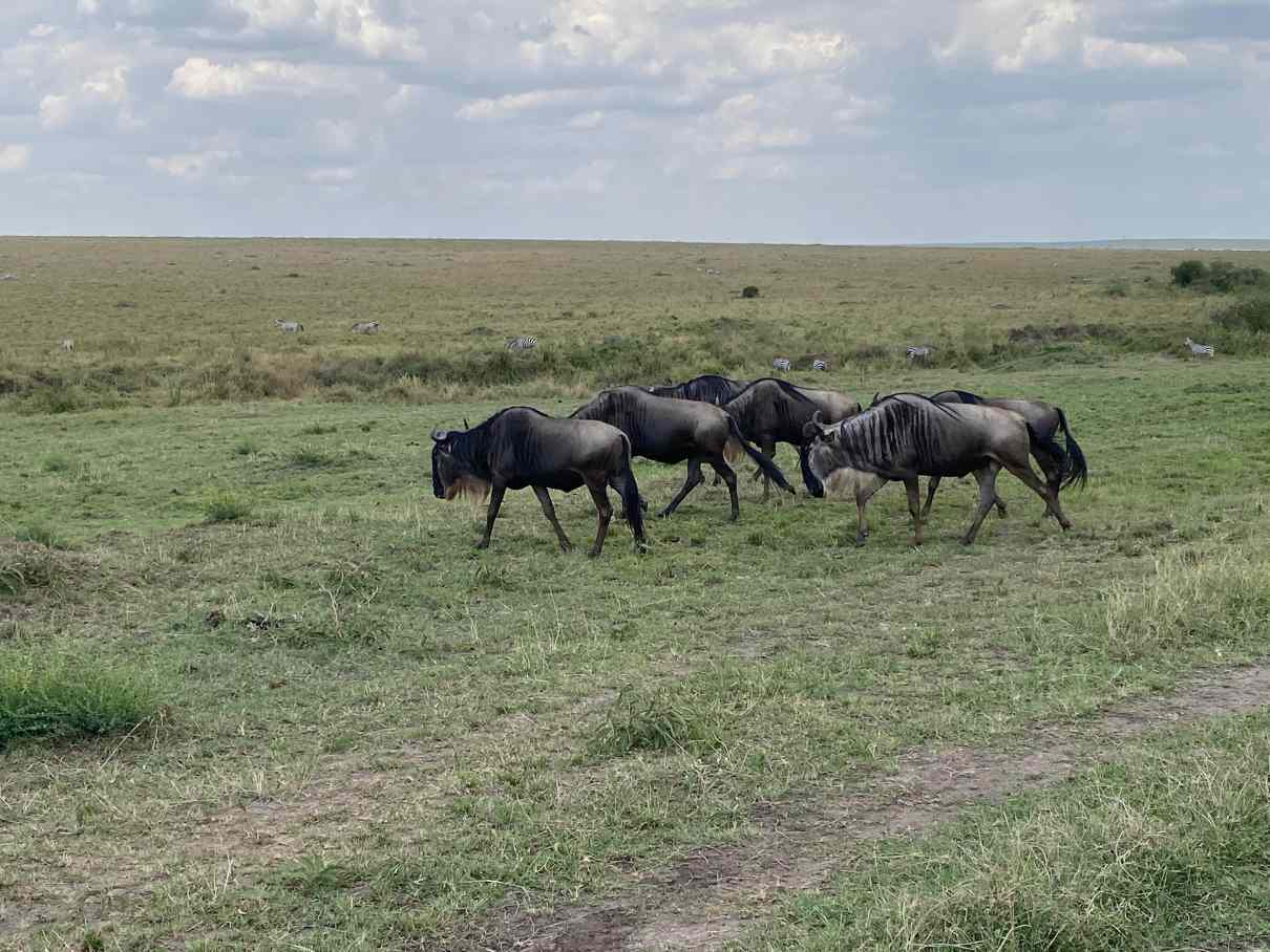 The Great Wildebeest Migration, Serengeti-Masai. by Dimal Bandara