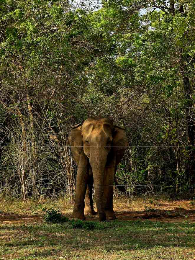 The Line Between Worlds by Nawoda Jayasinghe