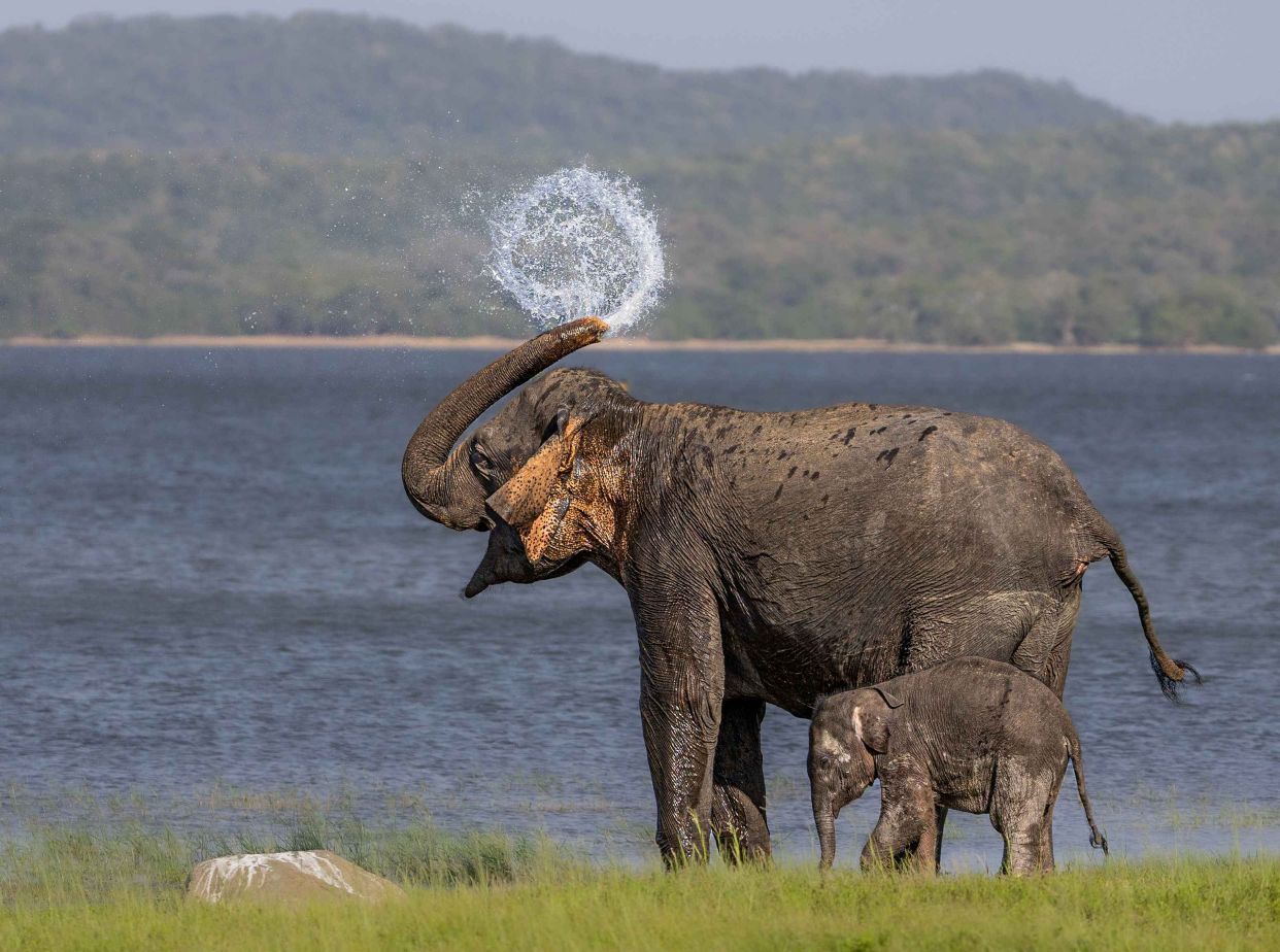 The Water Crown by Malintha Lokuge