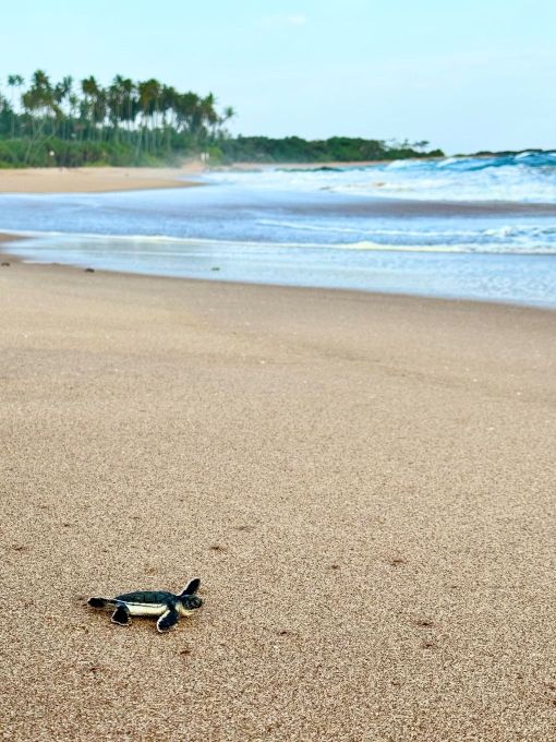 Tiny Steps, A New Journey by Sachin Maheeshana