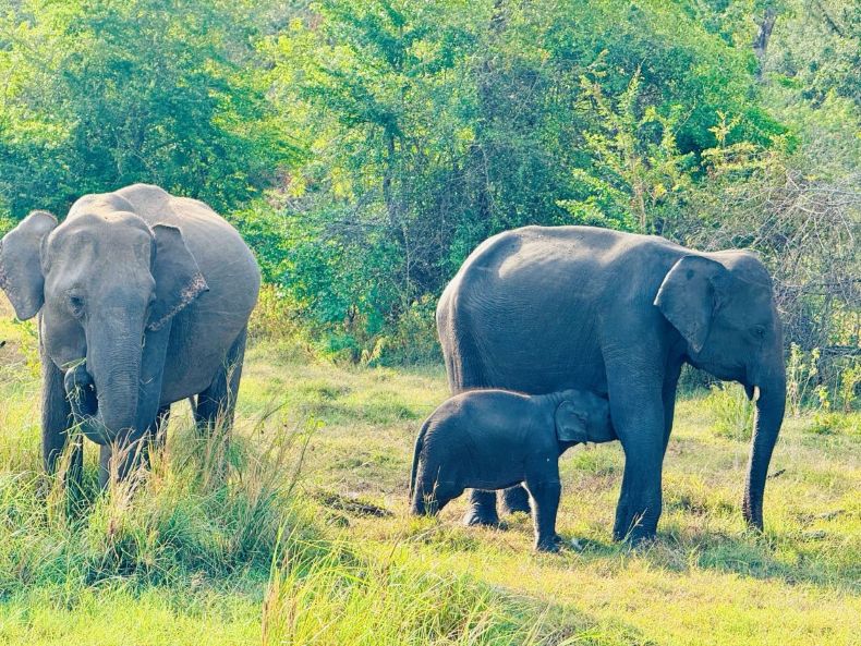 Tiny Tusker, Endless Love by Chathurika Senarath