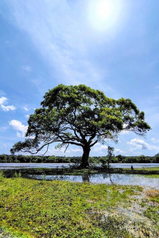 Tree by the Pond by Hansaka Weerasingha