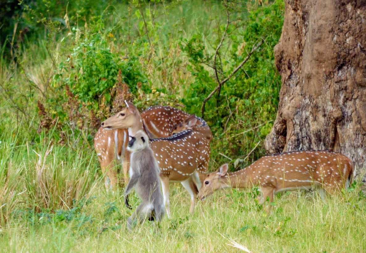 Unlikely Allies of the Sri Lankan Wilderness by Manjula Dissanayake