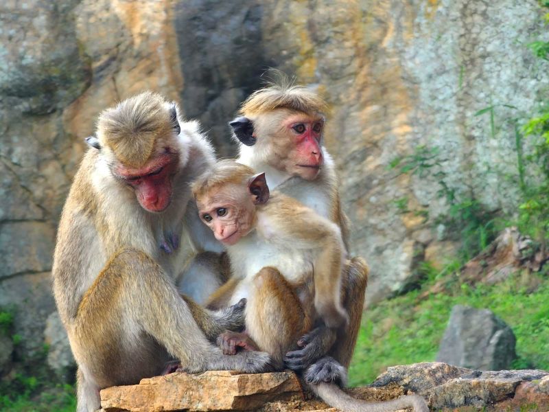 Warmth of the Wild by Prabhavi Wijayaweera