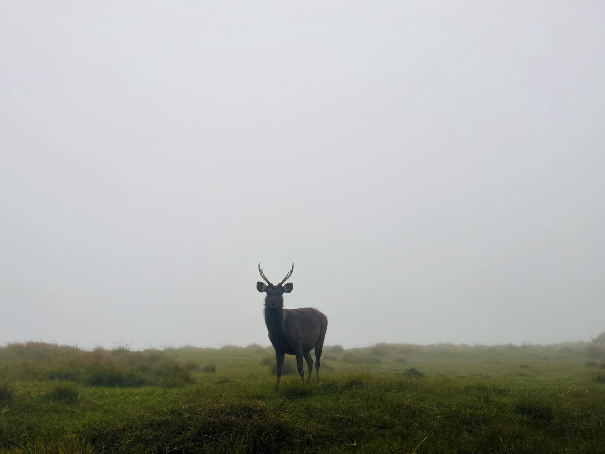 Watcher in the Mist by Leshika Wijesekara