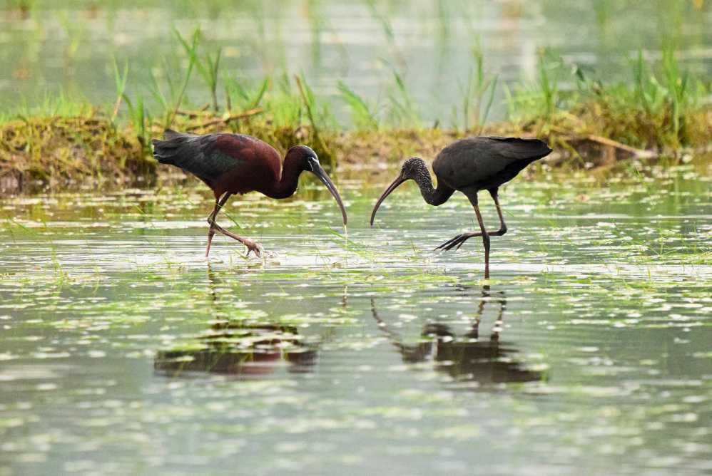 Wetland Refuge by Maithreebhanu Wimalasekare