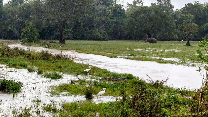 Where Beauty Hides Danger by Kaveen Ranathunga