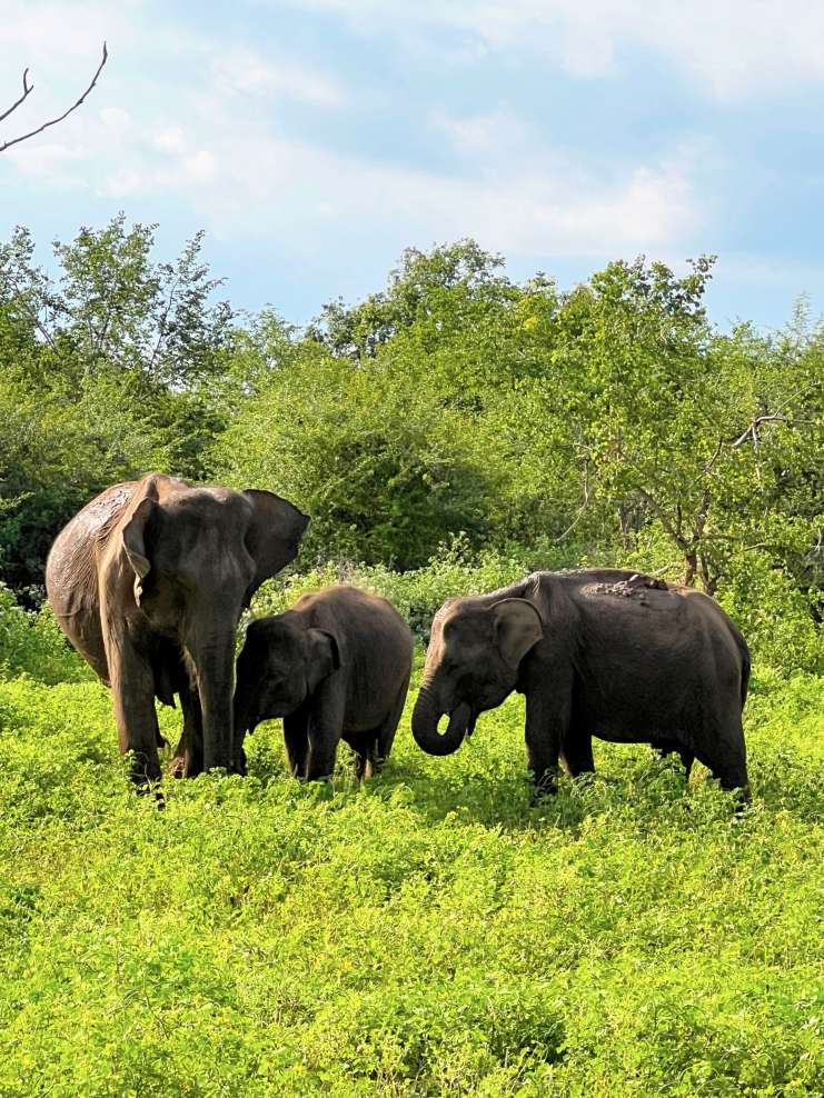 Wild Bonds by Pamathi Gunaratne